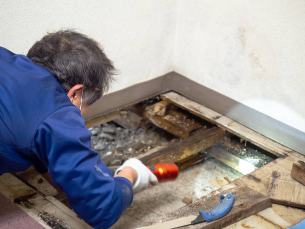 Best Mold Testing  in Edgewater, NJ