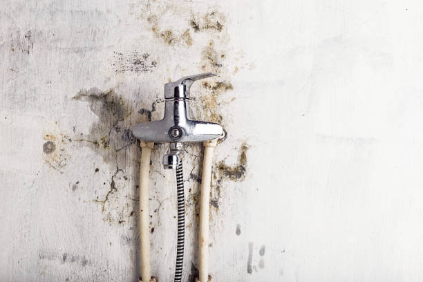 Best Mold Cleaning Services  in Edgewater, NJ