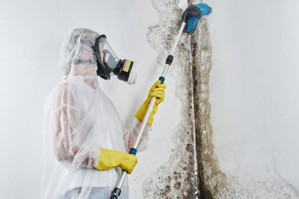 Best Commercial Mold Removal  in Edgewater, NJ