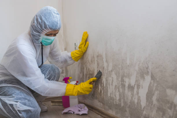 Best Water Damage Restoration  in Edgewater, NJ