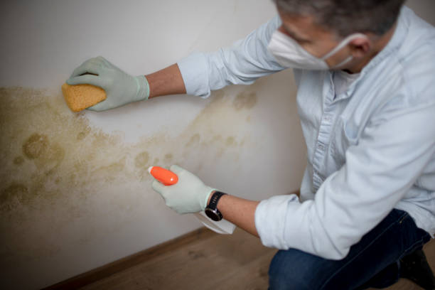 Trusted Edgewater, NJ Mold Removal Experts