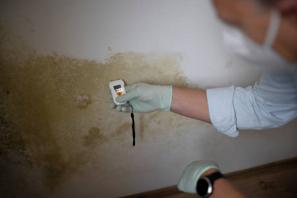 Best Mold Removal Specialists  in Edgewater, NJ