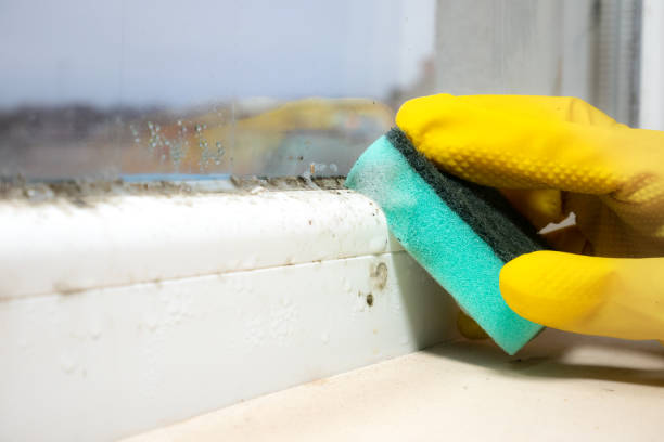 Best Toxic Mold Removal  in Edgewater, NJ