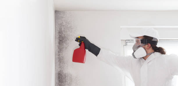 Best Mold Testing  in Edgewater, NJ