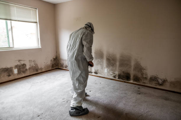 Best Mold Remediation  in Edgewater, NJ