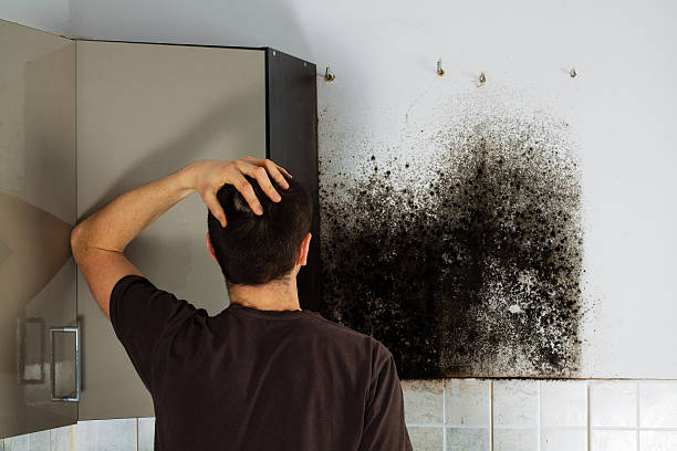 Best Fast Mold Removal  in Edgewater, NJ