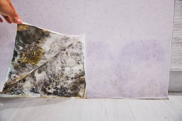 Best Affordable Mold Removal  in Edgewater, NJ
